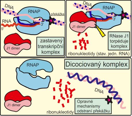 infografika procesov opravy DNA v bunke