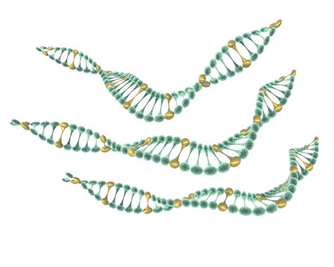 schéma extrakcie DNA z rastlinných vzoriek