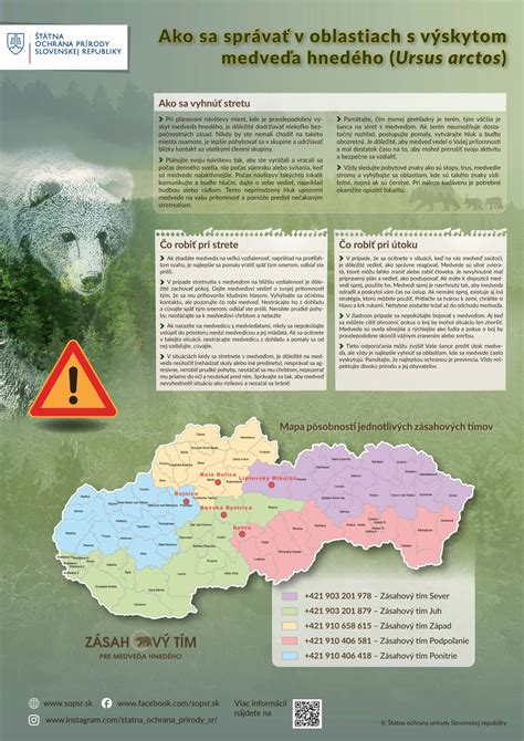 infografika: čo robiť pri stretnutí s medveďom