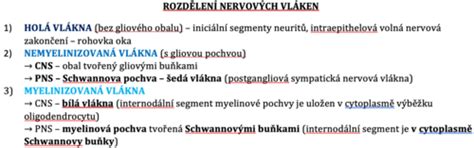 schéma anatómie zuba a nervových zakončení