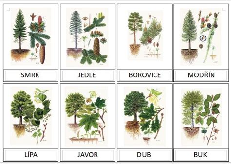 Rôzne druhy drevín