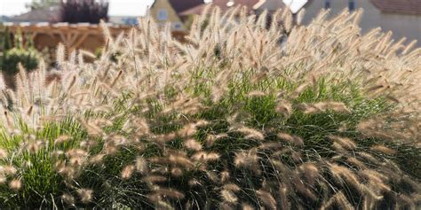 Rôzne druhy okrasných štrkov