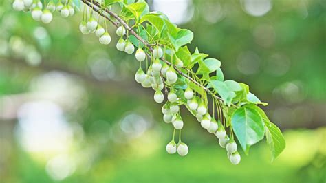 Strom Styrax tonkinensis, zdroj živice Benzoe Siam