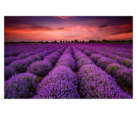 Levanduľové pole v Provence pri západe slnka