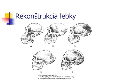 Rekonštrukcia lebky Australopitheca anamensis