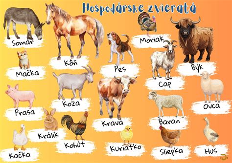 Spokojné hospodárske zvieratá pri kŕmnom žľabe