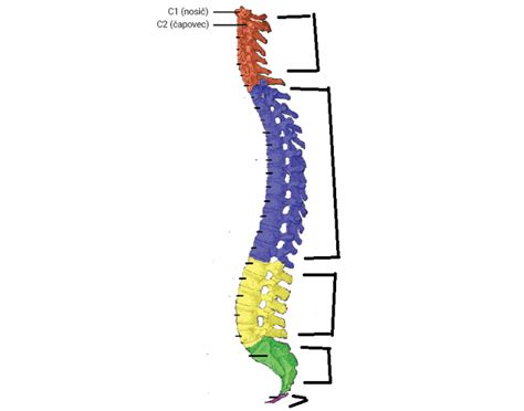 Ľudská chrbtica a jej anatomická štruktúra