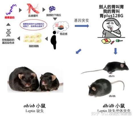 Schéma chromozómov s vyznačenými génmi OB a DB
