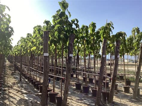 Paulovnia drevo - ľahké a pevné