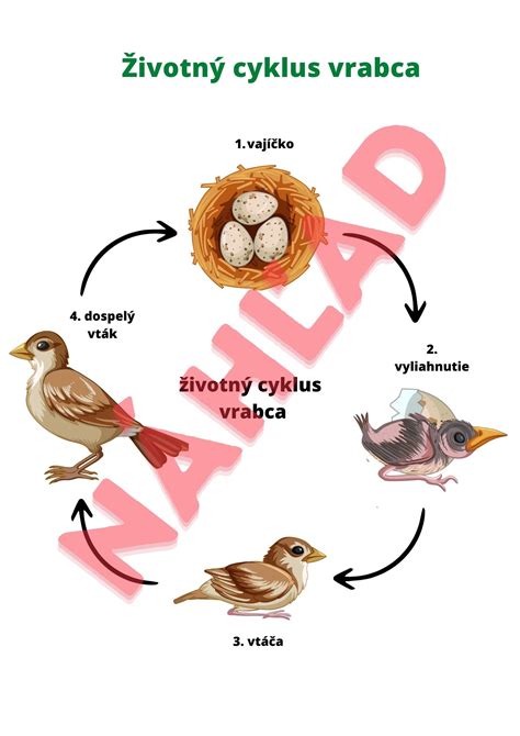 Životný cyklus piadivky zimnej