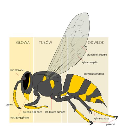 Grafika časovej osy vývoja spoločnosti Atmos